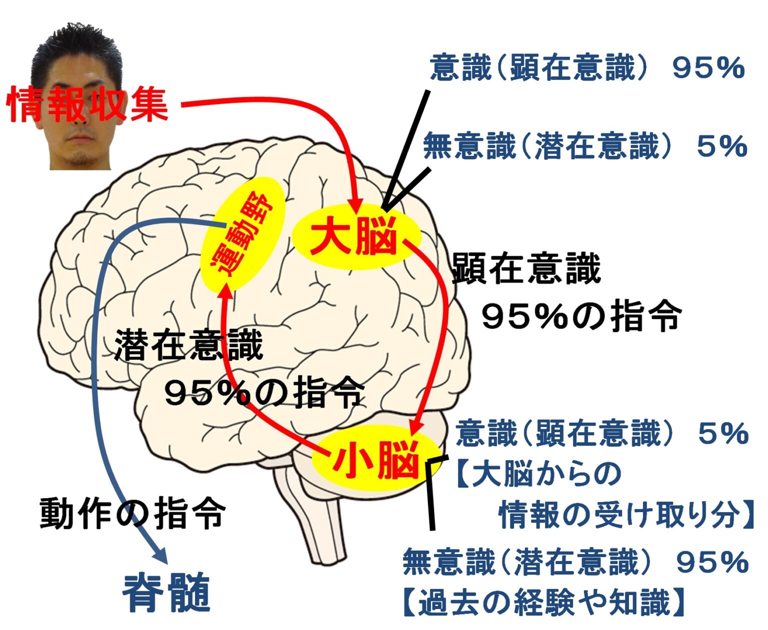 意識と無意識と運動の関係 – イップス研究所 東京支所