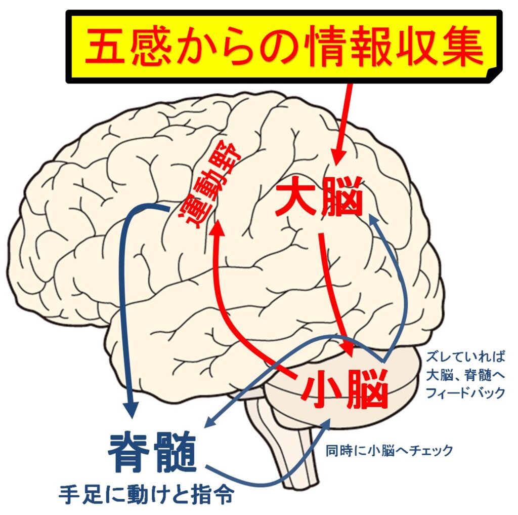脳の仕組みについて – イップス研究所 東京支所